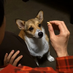 可愛いノエルの画像
