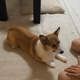 ノエル面白動画集の画像