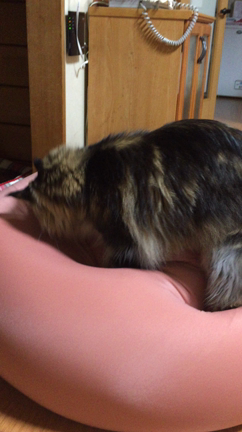 ダメになるソファーを掘る猫の記事動画