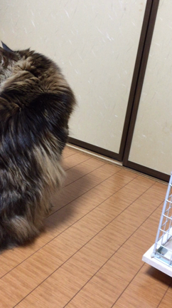 襖から……てが…… 笑って良いのか(´∀｀*)の記事動画