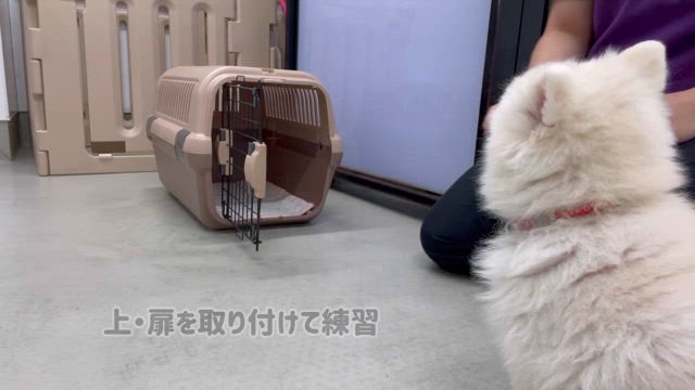 クレートに慣れさせよう！の記事動画