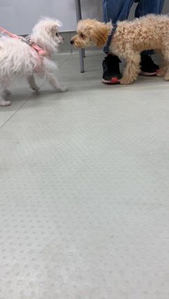 パピーパーティー開催しましたの記事動画
