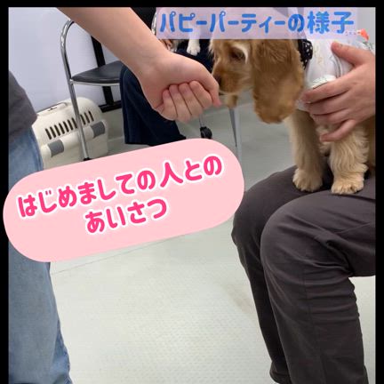 パピーパーティってなに？の記事動画