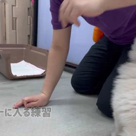 クレートに慣れさせよう！の画像