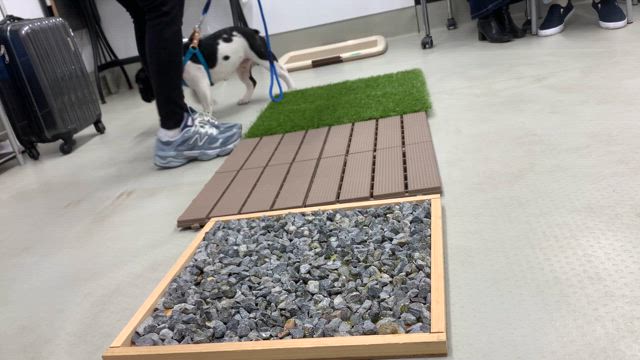 3月のパピーパーティーの記事動画