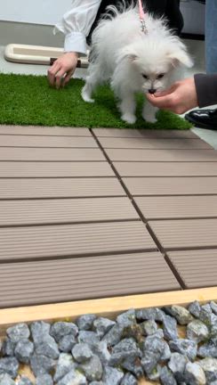 パピーパーティー開催しましたの記事動画