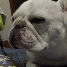 内耳炎〜オペまで①の画像