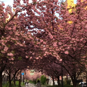 桜がもりもりの画像