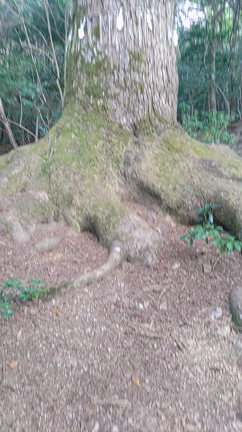 木の精に守られた場所の記事動画