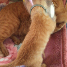 おかげさまでの画像