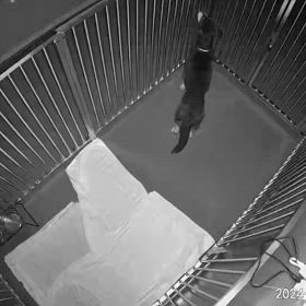 ”迷い犬保護してます”の画像