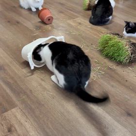 遊びの天才たちからの贈り物のサムネイル画像