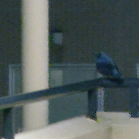 鳥の名前を教えて下さった皆様有難うございましたの画像