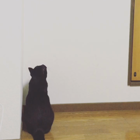 にゃーにゃーの画像
