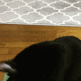 どうが！の画像