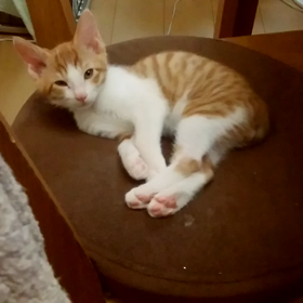 暇なのでうちの猫画像を貼るの画像