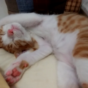 今日はゆるりの画像