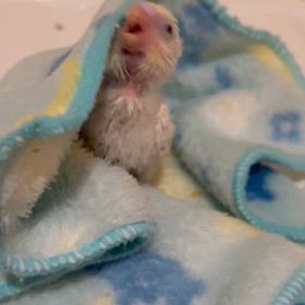 癒しのひなっぴの鳴き声をどうぞーの画像