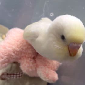 可愛い子ちゃん販売中です✨の画像