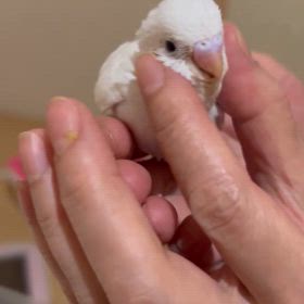 雛の鳴き声を存分にお聞ききくださいませ〜の画像