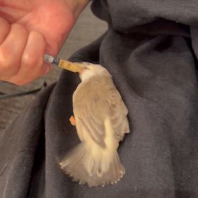 新潟県産キンカ鳥絶賛販売中！！の画像