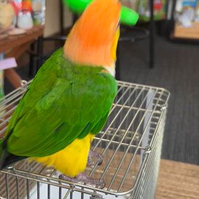 明るくペットロスなんてないのですが….の画像