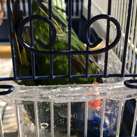 販売中のゴシキセイガイインコの水浴びの画像