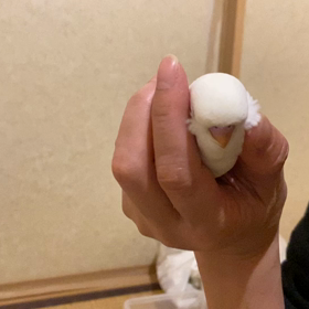 揉み放題の画像