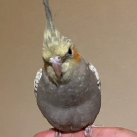 春はもうすぐそこまで⁇の画像