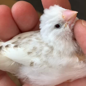 観覧注意⚠️な新潟県産錦華鳥と同じく新潟県産のジャンボセキセイインコの画像