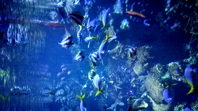 night aquarium   夜の海遊館の記事動画