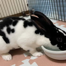 ただ、水を飲んでるだけなのに。の画像
