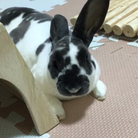 うさぎのあくびは可愛い。の画像