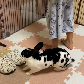 健康診断と爪切り。の画像