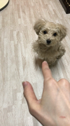 家族になろうよの記事動画