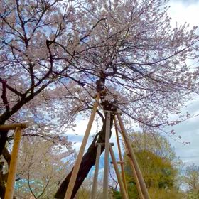 お花見日和②の画像