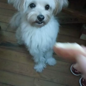 Doggy~の画像