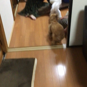 ワンちゃんイベントの画像