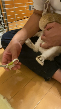 うさぎさんの最期の記録　⑧　動物病院にご挨拶に行くの記事動画