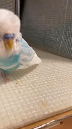 インコさんが虹の橋を渡りました　③の記事動画