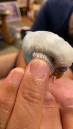 インコさんその後の記事動画