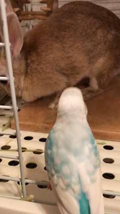 うさぎさんの最期の記録　⑨　献杯の記事動画