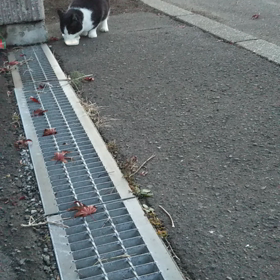 唯一の常連客の画像