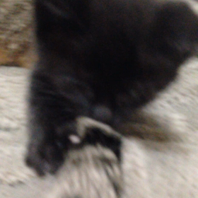 お家に慣れてきましたニャーの画像