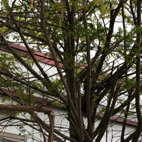 秋ですねの画像