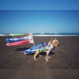 鯉のぼりの画像