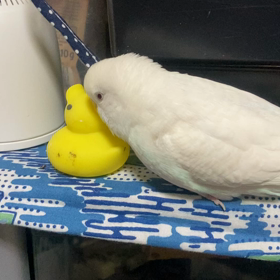 あひるちゃんのご機嫌の画像