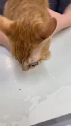 眼球摘出して片目になった甘えん坊の子猫メルのことの記事動画