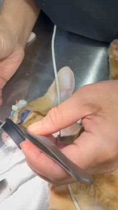 眼球摘出して片目になった甘えん坊の子猫メルのことの記事動画