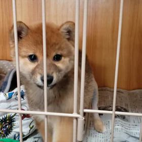 ”マルポメと柴、小さな命が幸せ探しています”の画像